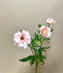 ラナンキュラス『ラックスアリアドネ』 | 花屋 はな輔