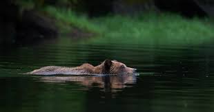 Maybe you would like to learn more about one of these? A Picture Is Worth 1000 Words But Not At Any Price Raincoast Conservation Foundation