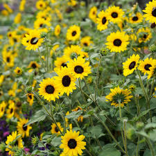 Check spelling or type a new query. Suncredible Yellow Sunflower Helianthus Hybrid Proven Winners