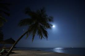Download 22,000+ royalty free hawaii palm tree vector images. Moonlite Night On The Beach Beach At Night Beach Scenic