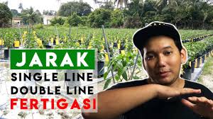 Pakej lengkap fertigasi rockmelon & cili. Fertigasi 3 Jarak Tanaman Fertigasi Yang Sesuai Single Line Double Line Youtube