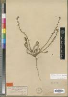 Image result for Wahlenbergia denticulata