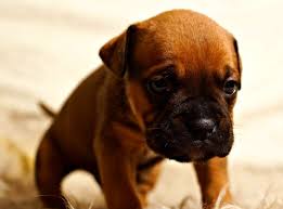 While it can save you lots of money and trips to the vet, you vaccination sites on a dog located on the right side of the body. Puppy Shots Reactions The Bad The Ugly