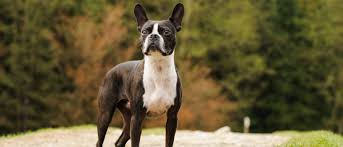 Can My Boston Terrier Be Left Alone - Youtube