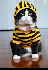 Pin By Julie Kirk On Mogs Pretty Cats Cute Cats Cute Animals