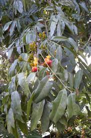 We did not find results for: Castanospermum Wikipedia
