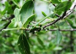 Image result for Casearia battiscombei