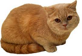 Sitting Cat Png Png Image Cats Cat Sitting Orange Cat