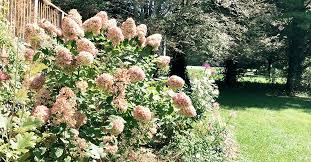 Its creamy white blooms arrive in late summer and fade to green during fall. How To Prune Your Limelight Hydrangea