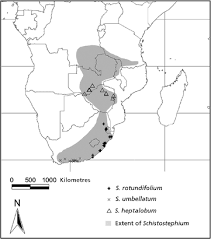 Image result for Schistostephium crataegifolium