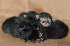 Around 4 weeks, your puppy is no longer reliable solely on his mother to keep him warm; When Do Kittens Open Their Eyes Catster