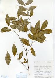 Image result for Crossopetalum
