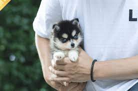 Pomsky Puppies For Sale Pomsky Puppies Pomsky Puppies For Sale Teacup Puppies For Sale