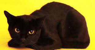 This New Breed That Mixes Burmese And American Shorthair Looks Like A Small Panther Bombay Cat American Shorthair Cat Cat Aesthetic