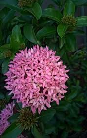 I tweet when i like for what i think. 120 Ide Ixora Soka Bunga Tanaman Tanaman Matahari