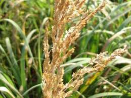 Image result for Eragrostis pallens