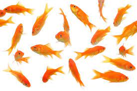 Goldfish Stock By Naveenvverma Deviantart Com Goldfish Fish Painting Weird Fish