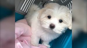 Finding a bolognese puppy has never been simpler, browse through our bolognese puppies for sale below from local bolognese dog breeders. Puppy Makes Cross Border Journey In Semi Truck To Meet New Family Ctv News