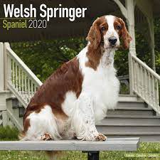 Rounded heads, square muzzles and long, fringed ears are features of this breed. Avonside Publishing Ltd Welsh Springer Spaniel Calendar 202 Amazon De Avonside Publishing Ltd Bucher