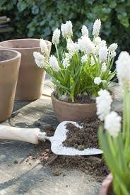 Pin Van Aline Peirtsegaele Op Tuin En Terras Bloem Tuinieren Bloeiende Planten Planten