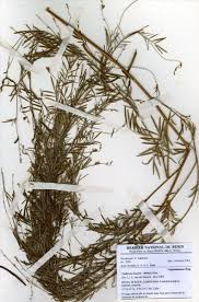 Image result for Tephrosia linearis