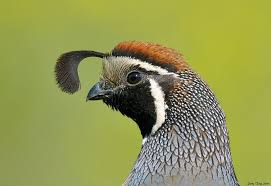 California Quail Male Head Shot Male Headshots Quail Hawaii Wall Art