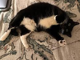 Swiftie has been with Oregon Humane Society since January 2024. Almost a  full calendar year or 11% of her life. She would really like a home for the  holidays. : r/Portland