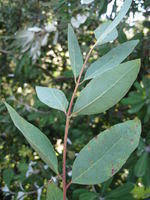 Image result for Eucalyptus tereticornis