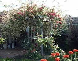The dappled willow tree is a stunning addition to any property, whether big or small. Living Willow Hedges Insteading