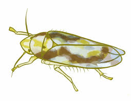 Image result for Tetranychidae grapevine