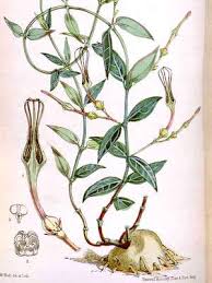 Image result for Zeuxine africana