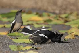 Maybe you would like to learn more about one of these? 7 Penyakit Kaki Pada Burung Kacer Arenahewan Com