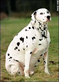 Learn about dog breeds with free interactive flashcards. Fat Dogs