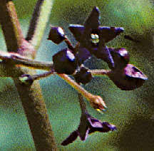 Image result for Vincetoxicum monticola