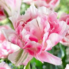 Check spelling or type a new query. Tulip Finola Double Bloom One Million Tulips Beautiful Flowers Garden Tulips Beautiful Flowers