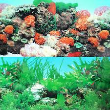 We do not paint anything. Coral Reef In Aquarium Decorations For Sale Ebay