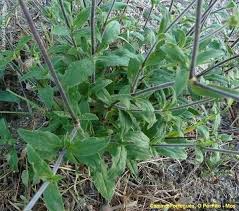 Image result for Silene gallica