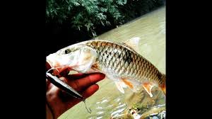 Kondisi dan karakter sungai comal sebetulnya cocok untuk habitat jenis ikan hampala/pa.lung dan masheer/ragalan, hal ini di lihat dari alur sungai yg selain krn jumlahnya yg tdk signifikan jg sangat dipengaruhi kondisi kekeruhan air yg disebabkan penambangan batu dan pasir serta jenis tanah. Ultralight Casting Hampala With Spoon Minnow By Castinger Pemula Wild Fishing