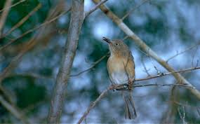 Image result for Newtonia