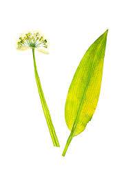 Image result for Allium ursinum