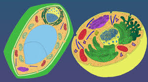 Successive divisions produce many cells. Dnalc Short Plant And Animal Cells Youtube