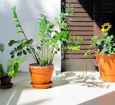 Check spelling or type a new query. 20 Plantes D Interieur Qui N Ont Pas Besoin De Lumiere