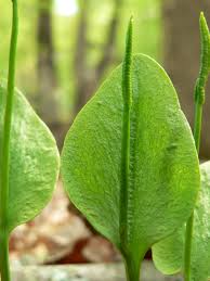 Image result for Ophioglossum reticulatum