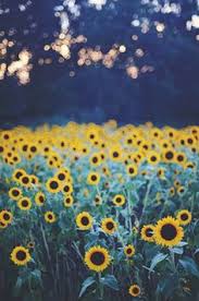 Listen to albums and songs from yuli y los girasoles. 27 Ideas De Girasoles Fondos De Pantalla Girasoles Girasoles Fondos De Girasoles
