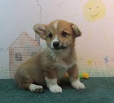 The unregulated breeders who are selling outside of. Corgi Breeders Dallas Tx