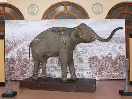 The elephant of Napoleon displayed as museum specimen.