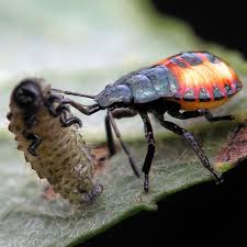 An informal survey of pest control sprays online indicated that organic sprays cost between two and four times as much as conventional. Beneficial Insects 101 Good Bugs For Your Garden Planet Natural