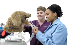 Any of these ideas will make her heart. University Of Illinois College Of Veterinary Medicine A Leader In Veterinary And Comparative Biomedical Education Scholarship And Public Engagement