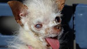 Les top 9 animaux les plus laids du monde. Yoda 14 Ans Est Desormais Le Chien Le Plus Laid Du Monde