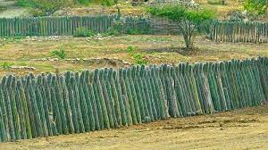 These fences of gigantic cacti in varied shades of green are often. Cactus Fence Garden Fencing Fence Waterwise Garden